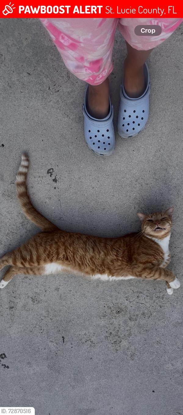Lost Male Cat last seen Indrio Road & US Hwy 1, St. Lucie County, FL 34946
