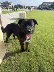 Found/Stray Male Dog last seen Thaxton / Panadero Dr - Austin TX, Austin, TX 78747