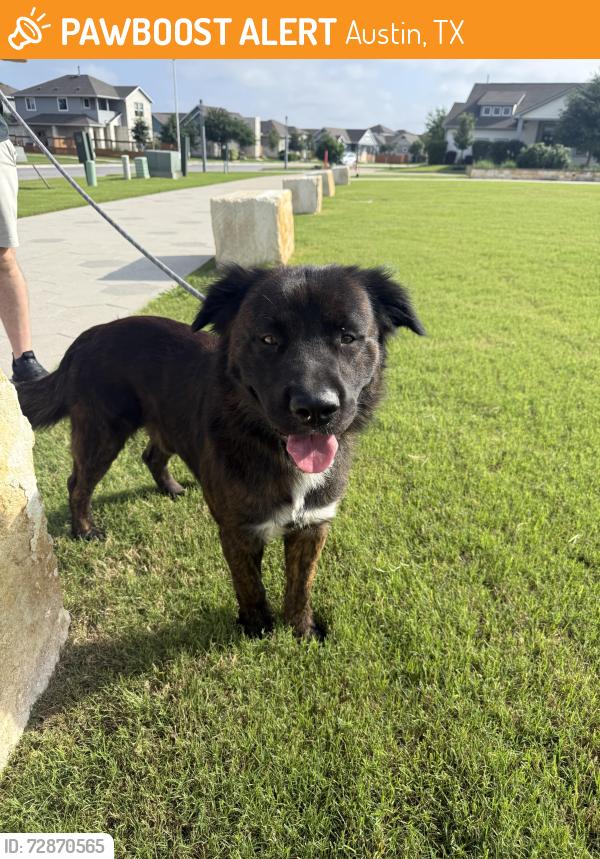 Found/Stray Male Dog last seen Thaxton / Panadero Dr - Austin TX, Austin, TX 78747