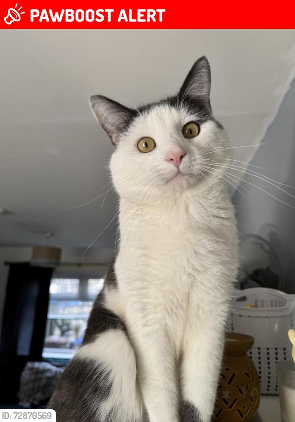 Lost Male Cat last seen grge HILL, LAST SEEN COMING DOWN A TREE AT THE ELECTRIC BOX, North Ayrshire Council, Scotland KA25 6EX