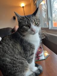 Lost Female Cat last seen E 25 st and Aurora near Grace Church, Des Moines, IA 50317