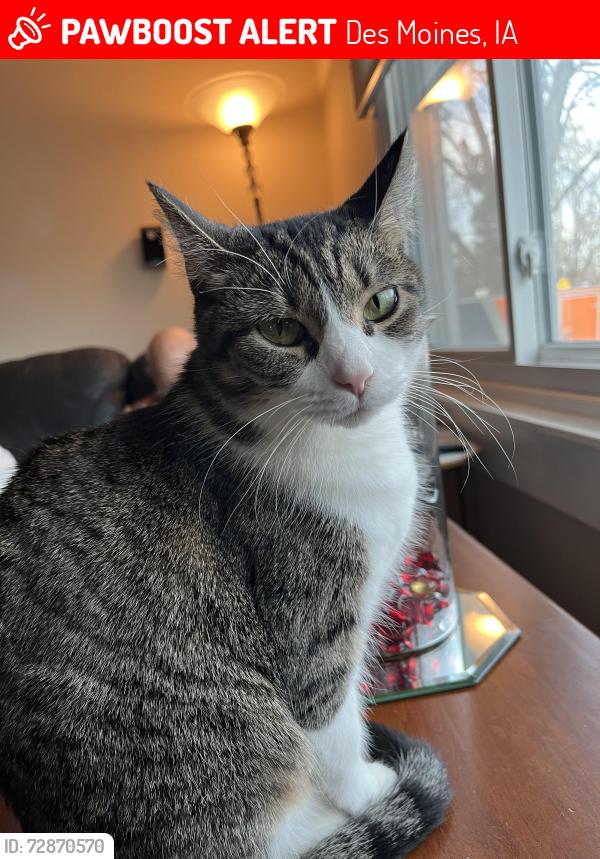 Lost Female Cat last seen E 25 st and Aurora near Grace Church, Des Moines, IA 50317