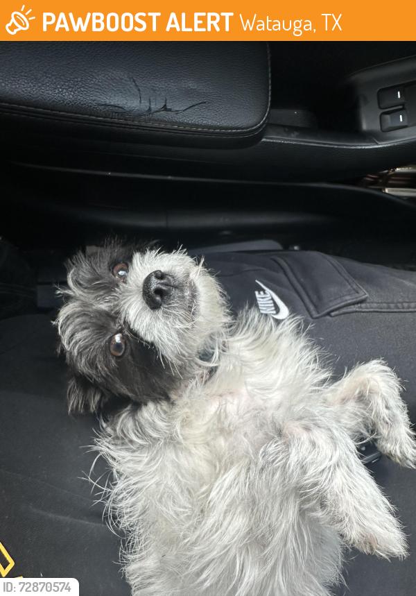 Found/Stray Female Dog last seen Near Yorkston St Watauga, TX  76148 United States, Watauga, TX 76148
