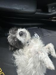 Found/Stray Female Dog last seen Near Yorkston St Watauga, TX  76148 United States, Watauga, TX 76148