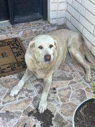 Found/Stray Unknown Dog last seen Between Ware Rd and Buddy Owens, McAllen, TX 78504