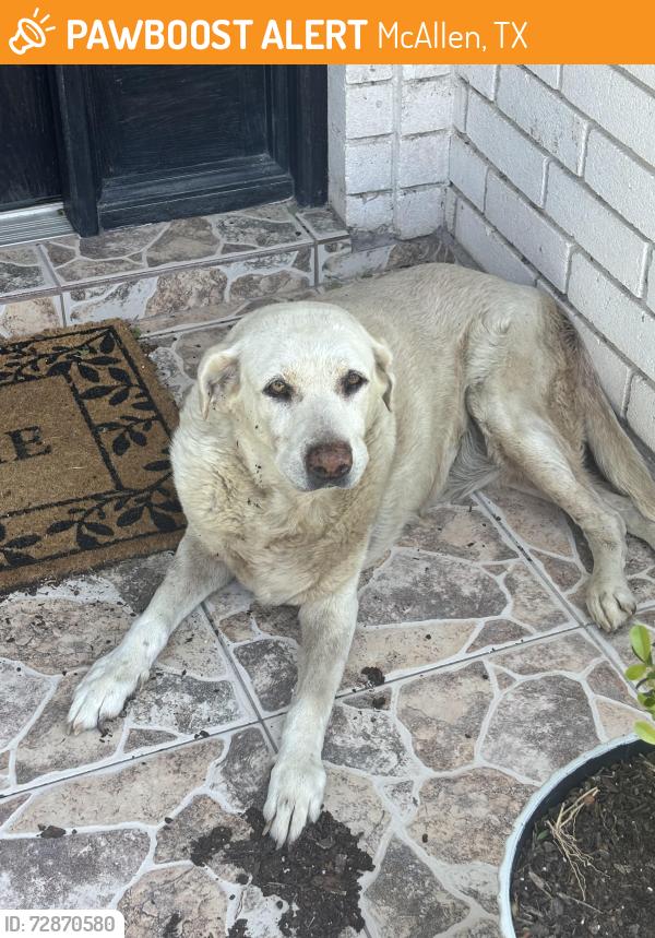 Found/Stray Unknown Dog last seen Between Ware Rd and Buddy Owens, McAllen, TX 78504