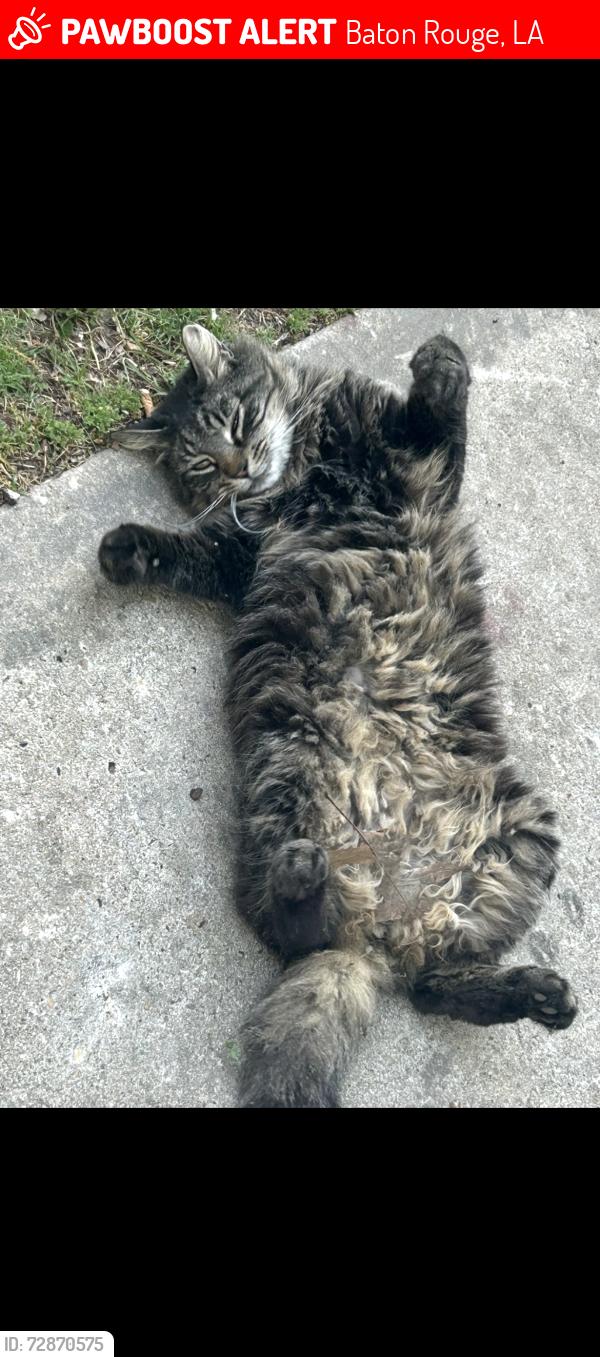 Lost Male Cat last seen Near S . 17th street , Baton Rouge, LA 70802