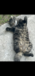 Lost Male Cat last seen Near S . 17th street , Baton Rouge, LA 70802