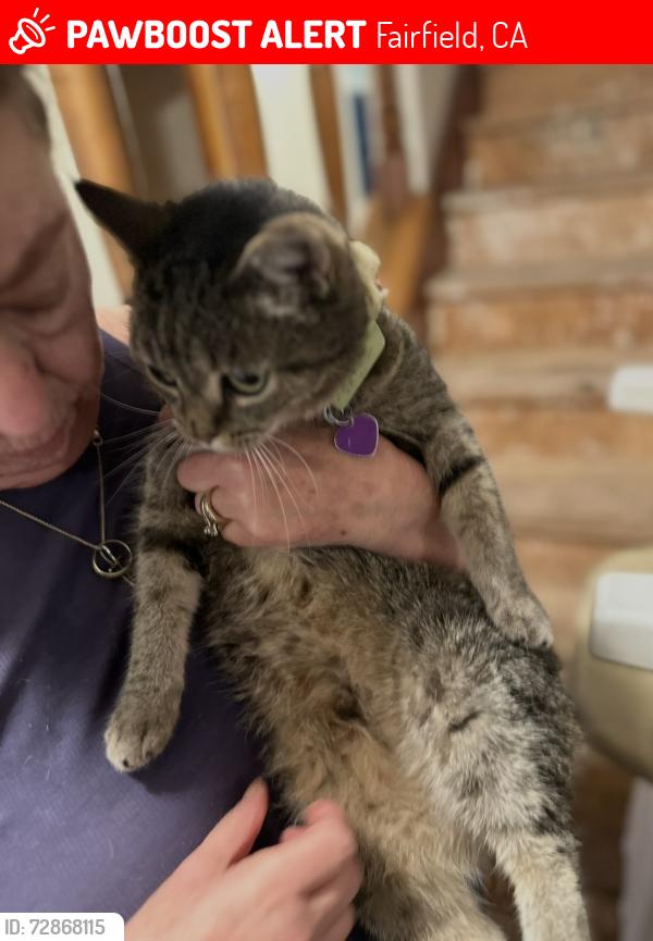 Lost Female Cat last seen Green valley/rockville rd at the 4 corner stops , Fairfield, CA 94534