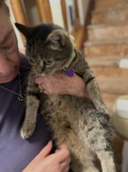 Lost Female Cat last seen Green valley/rockville rd at the 4 corner stops , Fairfield, CA 94534