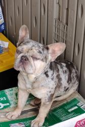 Lost Male Dog last seen Norwalk Blvd and Excelsior, Norwalk, CA 90650
