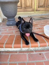 Found/Stray Male Dog last seen Chatsworth st and reseda, Los Angeles, CA 91335