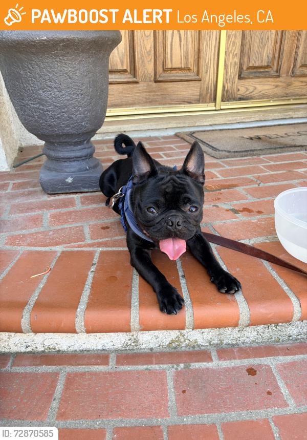 Found/Stray Male Dog last seen Chatsworth st and reseda, Los Angeles, CA 91335