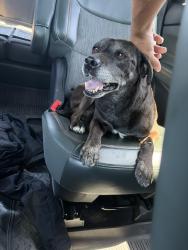 Found/Stray Male Dog last seen Temperance and McKinley, Fresno, CA 93737
