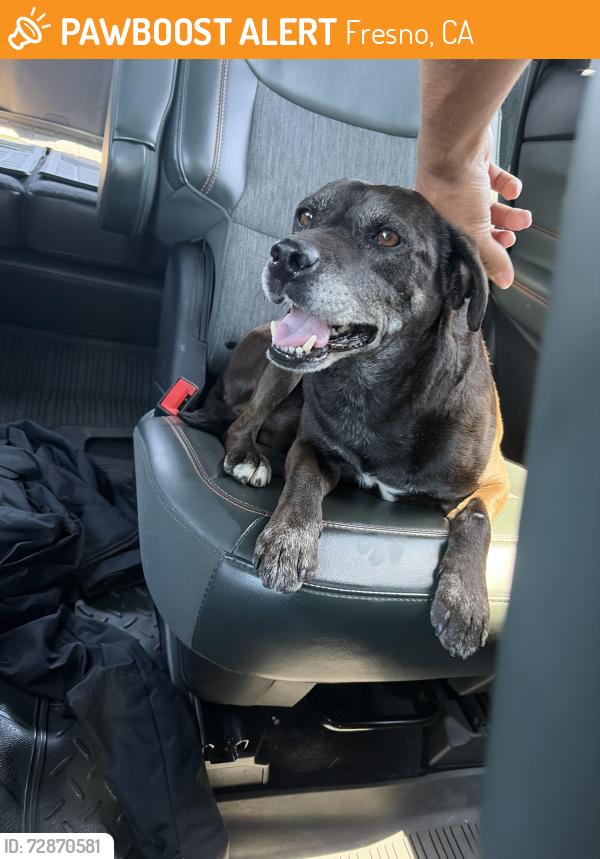 Found/Stray Male Dog last seen Temperance and McKinley, Fresno, CA 93737