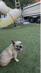 Lost Female Dog last seen Near 16th ave n , Lake Worth Beach, FL 33460