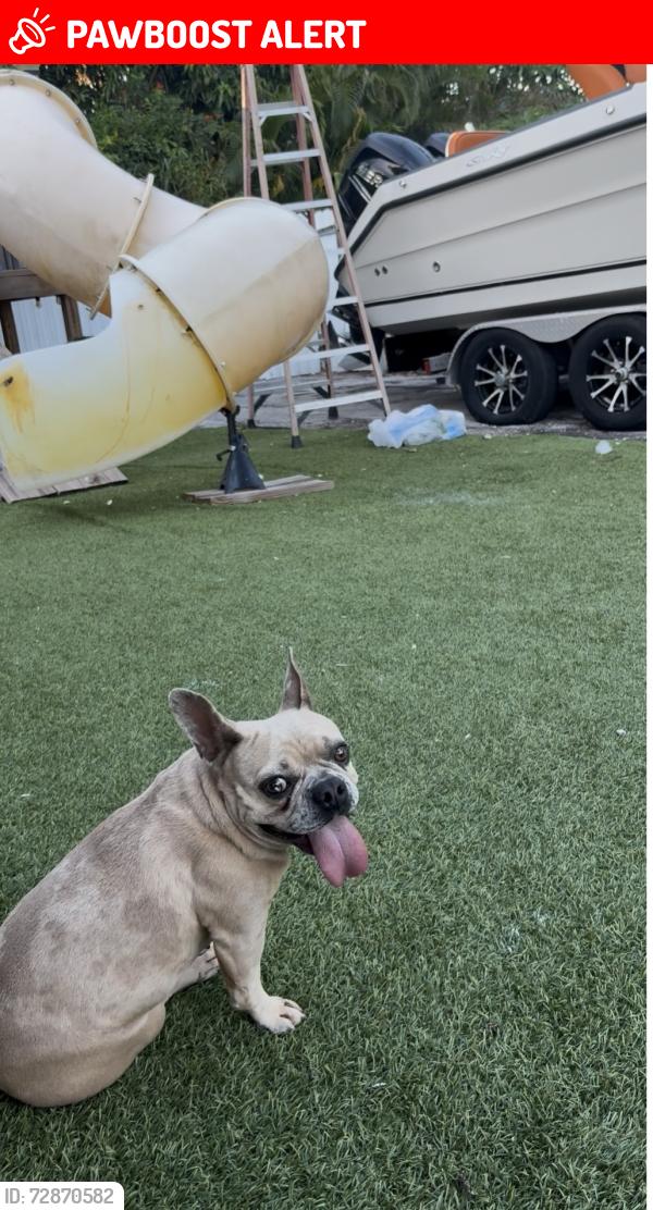 Lost Female Dog last seen Near 16th ave n , Lake Worth Beach, FL 33460