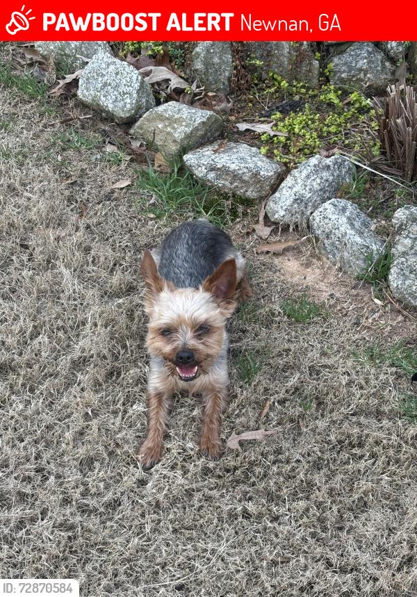Lost Male Dog last seen Macedonia rd , Newnan, GA 30263