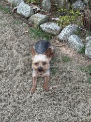 Lost Male Dog last seen Macedonia rd , Newnan, GA 30263
