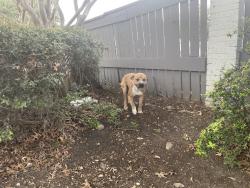 Found/Stray Male Dog last seen In front of the Birch apmt s, Dallas, TX 75228