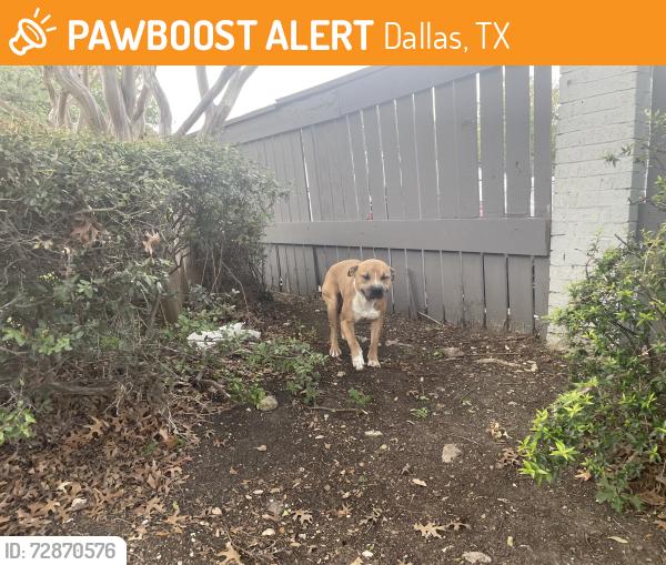 Found/Stray Male Dog last seen In front of the Birch apmt s, Dallas, TX 75228