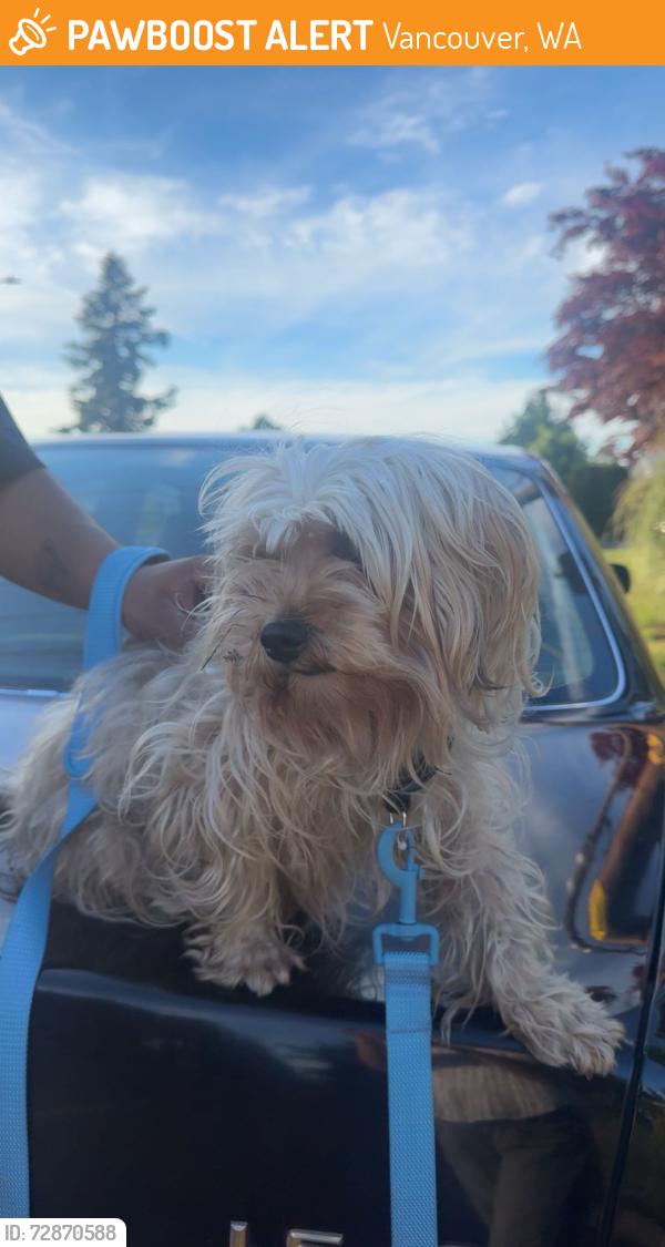 Found/Stray Female Dog last seen st helen’s the road by 711 , Vancouver, WA 98664