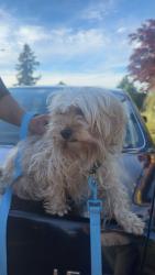 Found/Stray Female Dog last seen st helen’s the road by 711 , Vancouver, WA 98664