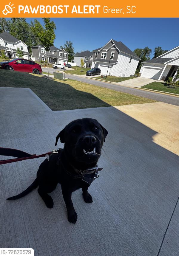 Found/Stray Male Dog last seen Kist Road near Abner Creek Elementary , Greer, SC 29651