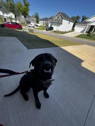 Found/Stray Male Dog last seen Kist Road near Abner Creek Elementary , Greer, SC 29651