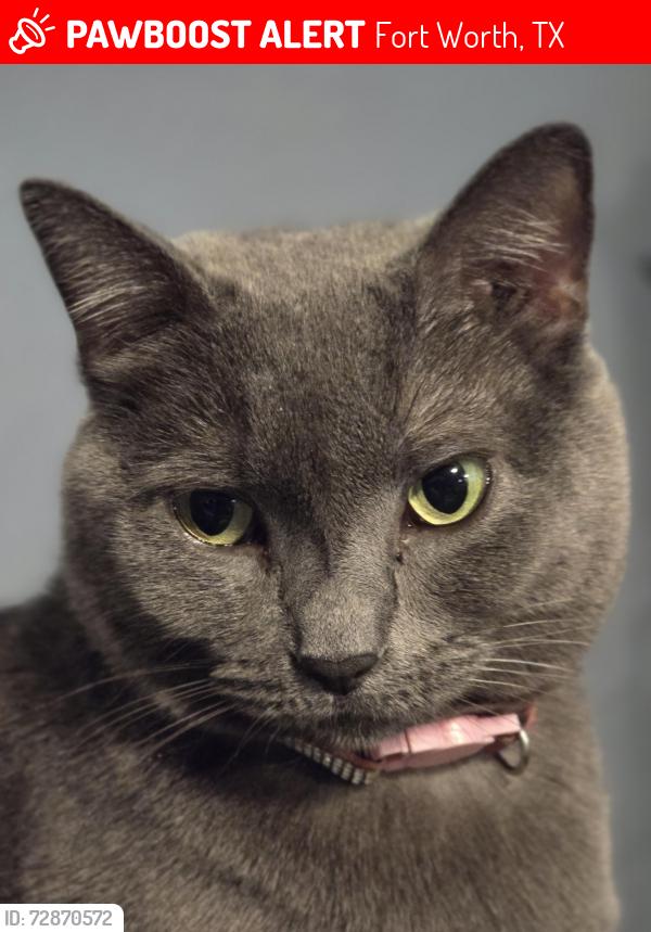 Lost Female Cat last seen Towards Expedition, Fort Worth, TX 76108