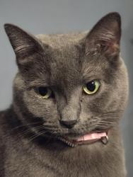 Lost Female Cat last seen Towards Expedition, Fort Worth, TX 76108