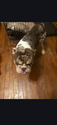 Lost Male Dog last seen South of Summer and Waring , Memphis, TN 38122