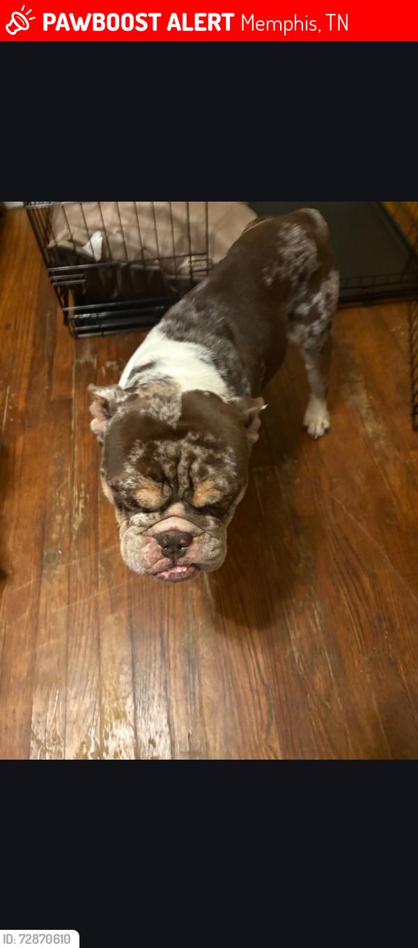 Lost Male Dog last seen South of Summer and Waring , Memphis, TN 38122