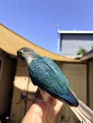 Lost Unknown Bird last seen Barnwall st and Elaine Ave, Norwalk, CA 90650
