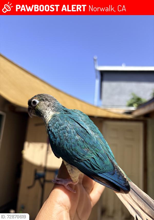 Lost Unknown Bird last seen Barnwall st and Elaine Ave, Norwalk, CA 90650