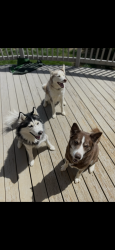 Lost Male Dog last seen Lantern ridge ln Knoxville tn, Knoxville, TN 37921
