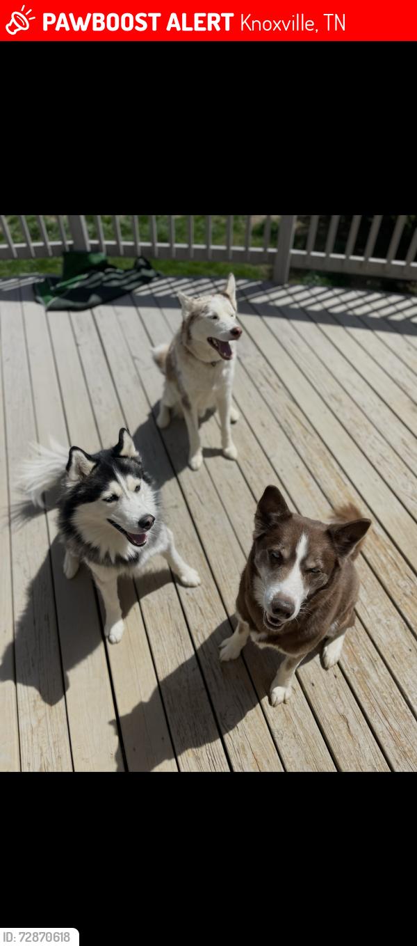 Lost Male Dog last seen Lantern ridge ln Knoxville tn, Knoxville, TN 37921