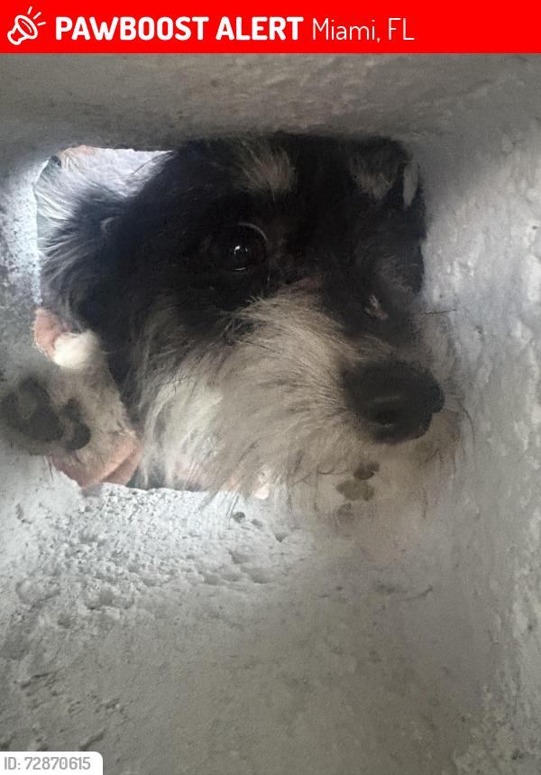 Lost Male Dog last seen Near SW 119th Ave, Miami, FL  33177, Miami, FL 33177