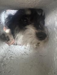 Lost Male Dog last seen Near SW 119th Ave, Miami, FL  33177, Miami, FL 33177