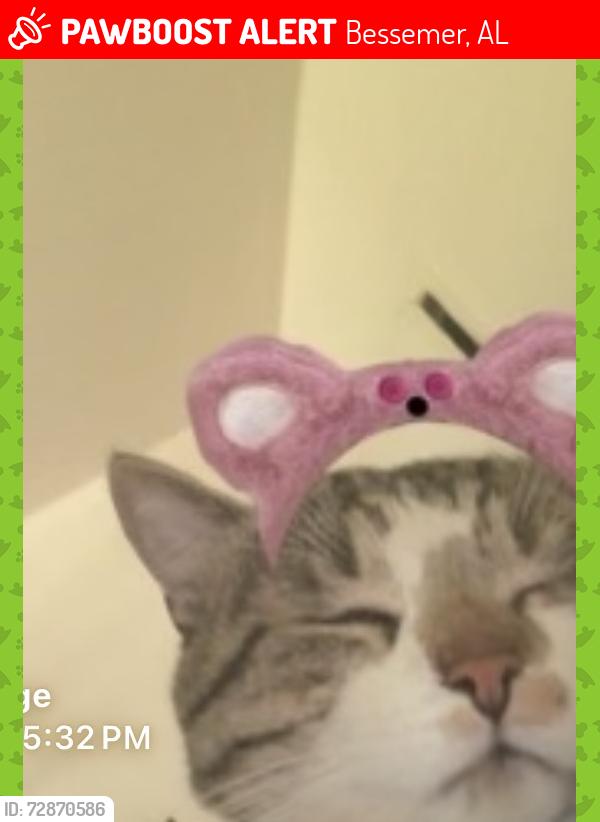 Lost Male Cat last seen South side s next to the train tracks in Bessmer,Al , Bessemer, AL 35020