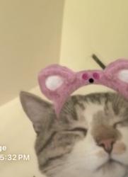 Lost Male Cat last seen South side s next to the train tracks in Bessmer,Al , Bessemer, AL 35020