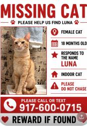 Lost Female Cat last seen Ivey Lane and Old Winter Graden road, Orlando, FL 32811