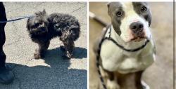 Found/Stray Unknown Dog last seen Gary Animal Control, Gary, IN 46402