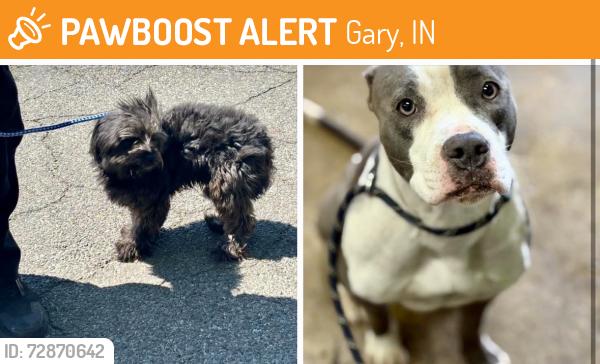 Found/Stray Unknown Dog last seen Gary Animal Control, Gary, IN 46402