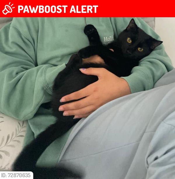 Lost Male Cat last seen Near 360-384 Prestwick Cir, Palm Beach Gardens, FL 33418, Palm Beach Gardens, FL 33418