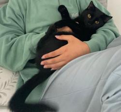 Lost Male Cat last seen Near 360-384 Prestwick Cir, Palm Beach Gardens, FL 33418, Palm Beach Gardens, FL 33418