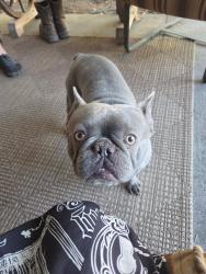 Found/Stray Male Dog last seen Near W Vespa Dr WVC Utah 84119, West Valley City, UT 84119