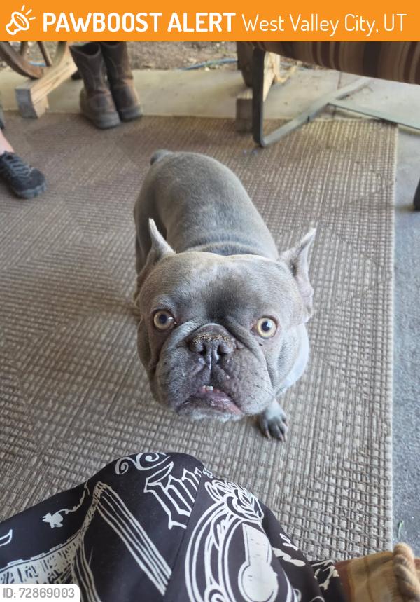 Found/Stray Male Dog last seen Near W Vespa Dr WVC Utah 84119, West Valley City, UT 84119