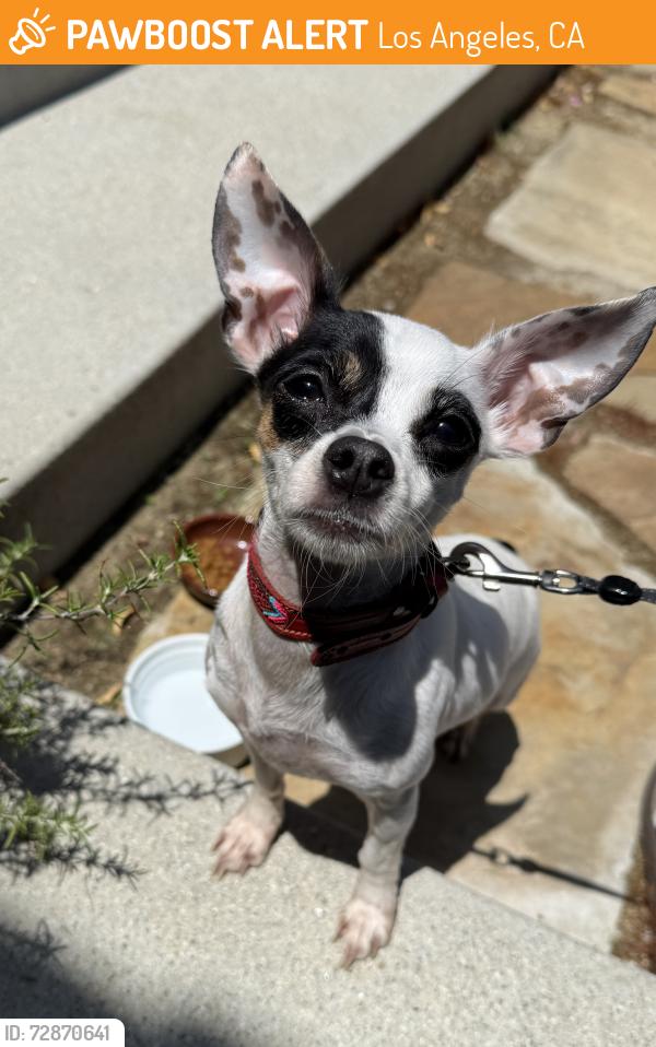 Found/Stray Female Dog last seen Ferndale street and vineyard Ave, Los Angeles, CA 90016