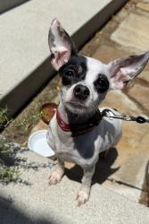 Found/Stray Female Dog last seen Ferndale street and vineyard Ave, Los Angeles, CA 90016
